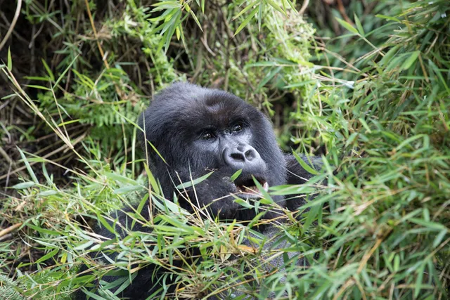 Bwindi Impenetrable Forest National Park