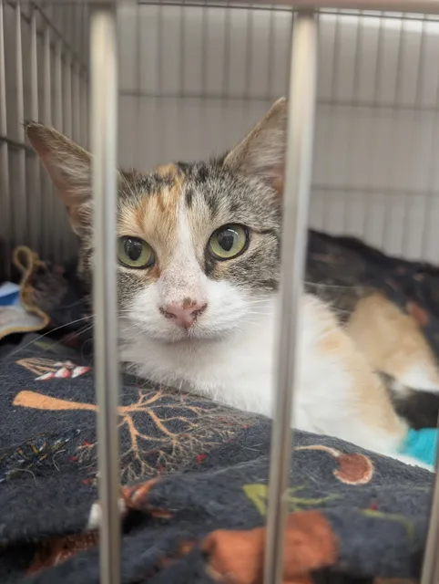 Big Sky CARES (formerly Big Sky Ranch/CATNIP Foundation)