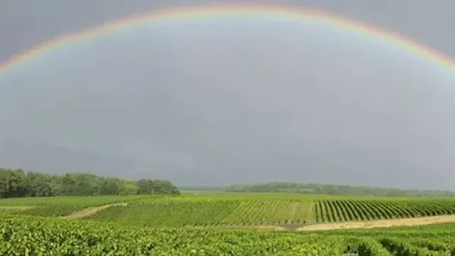 Alain Robert Vineyard
