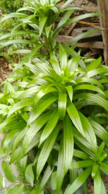 페리카나 군포당동점