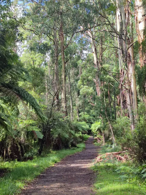 Sherbrooke Forest Circuit Start