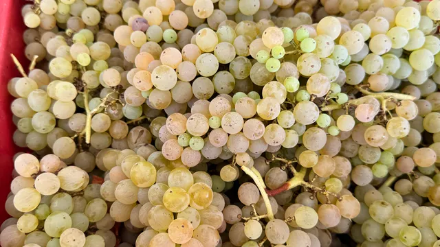 Il Verro Azienda Agricola