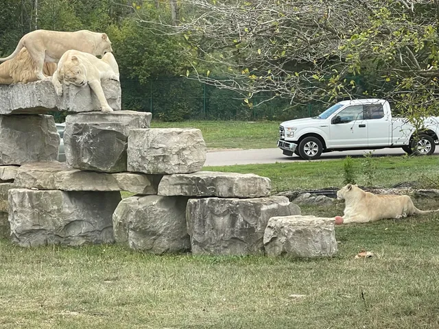 Timbavati White Lion Country