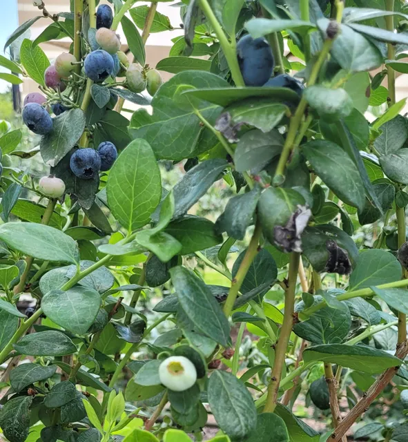 Tom West Blueberries