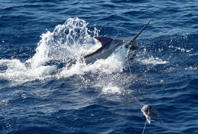 Hawaii Deep Sea Fishing