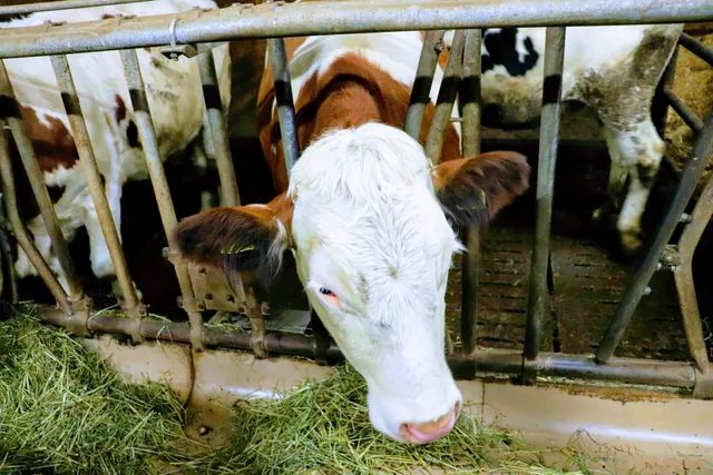 Oberlindnerhof Urlaub auf dem Bauernhof