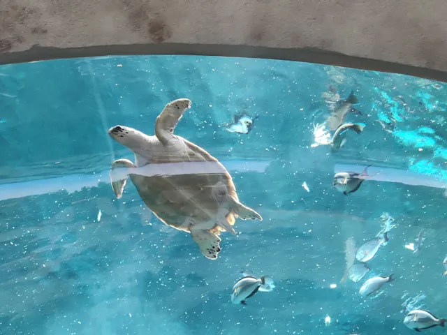 The Yas SeaWorld Research & Rescue Center