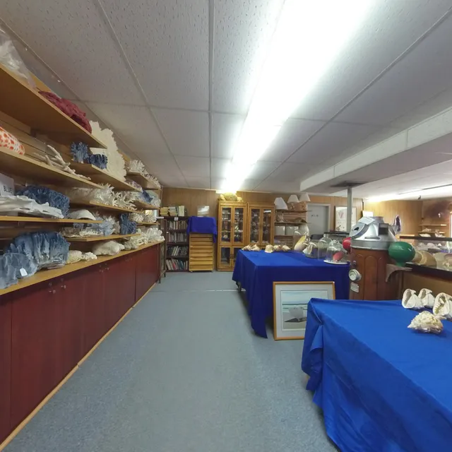 Sanibel Seashell seashells