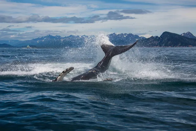 Seward Wildlife Tours