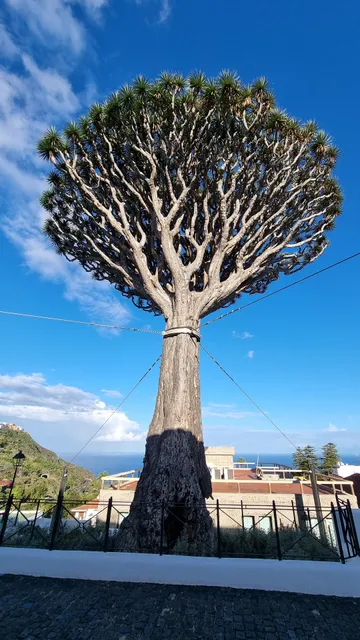 Drago de San Antonio