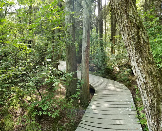 White Cedar Swamp Trail