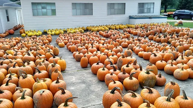 Thyme and Again Farm