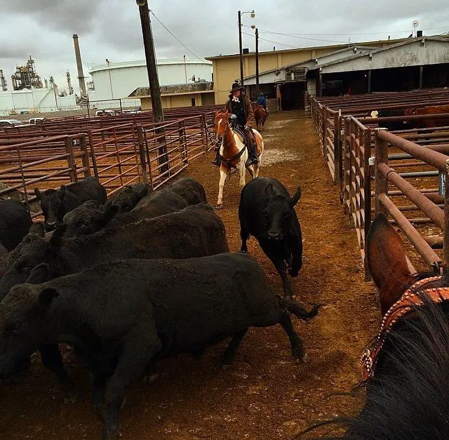 Public Auction Yards