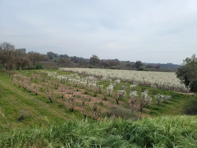Blossom Bluff Orchards