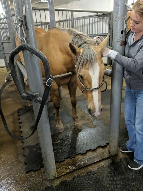 Towner Animal Health Clinic PC