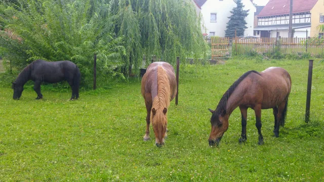 Ponyhof und Ferienwohnungen Nicolaus