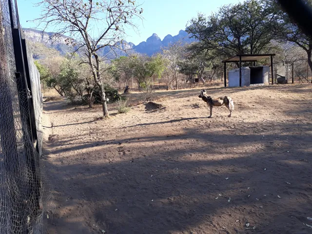 Moholoholo Forest Camp