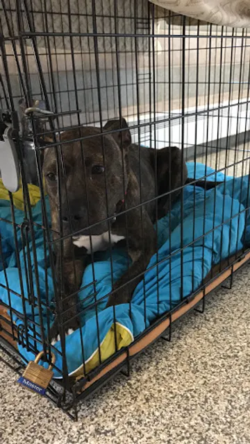 Town of Hempstead Animal Shelter