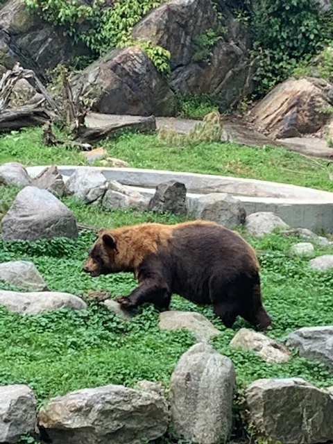 Bear Exhibit - Trailside Zoo