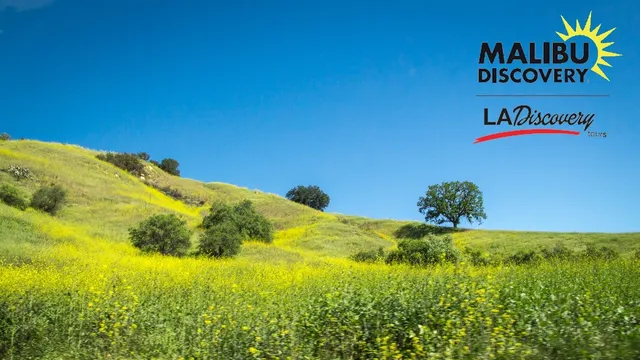 Malibu Discovery