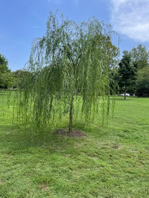 Taylor Swift Willow Tree
