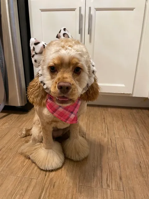 Woof Gang Bakery & Grooming Port Washington