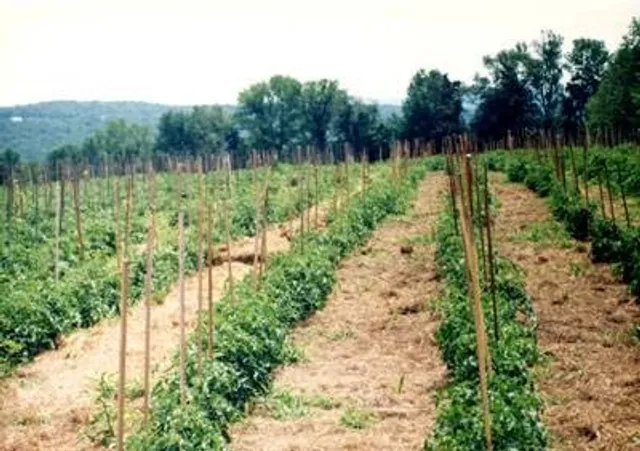 Waldingfield Farm-Organic