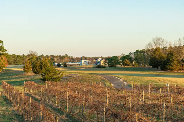 Vineyard National at Renault
