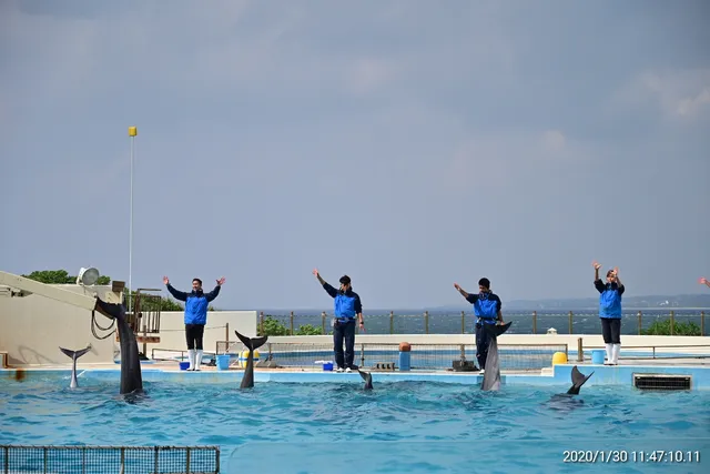 Kaiyohaku Park Dolphin Lagoon