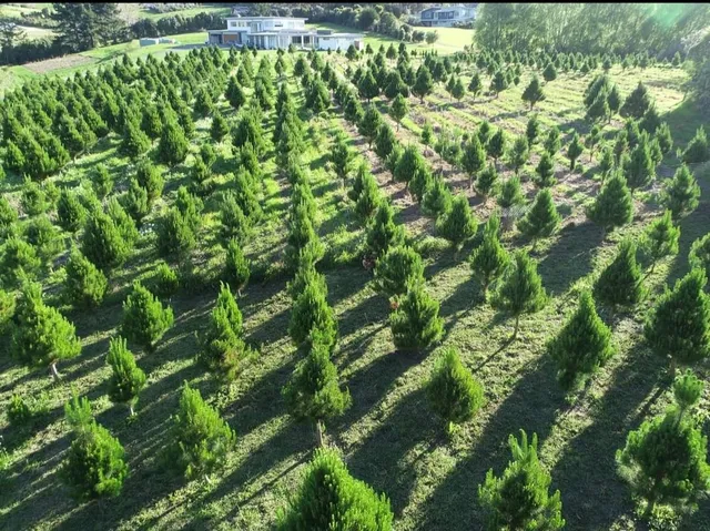 Shaw Road Christmas Trees