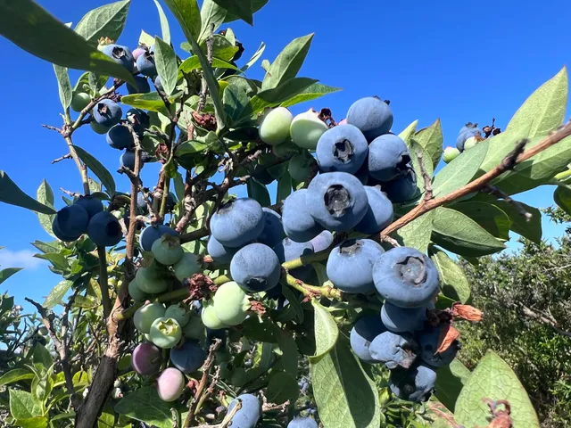 张家大院Blueberry Farm