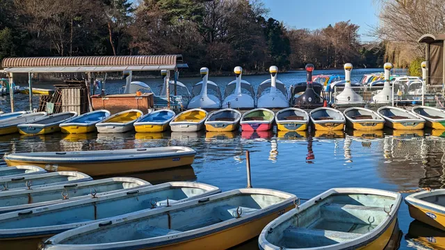 Shakujii Pond Boat landing