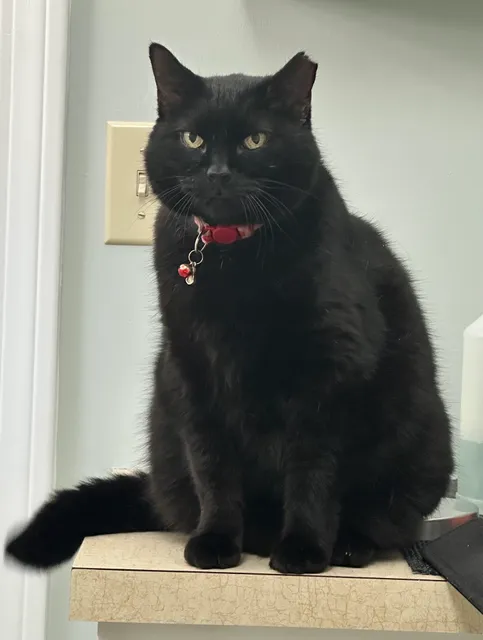 Countryside Veterinary Service - Jamestown