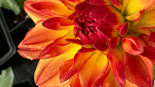 Klettlinger Greenhouse