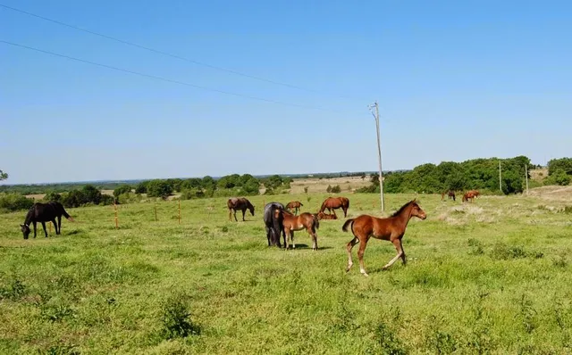 Oklahoma State University College of Veterinary Medicine