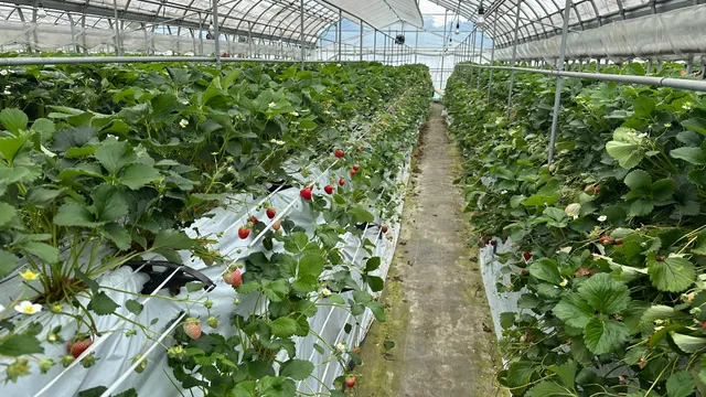 いちご狩り Mama's Berry