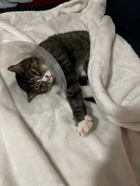 Kenilworth Animal Hospital