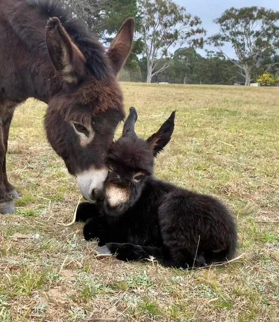 Pine Ridge Miniature Donkeys