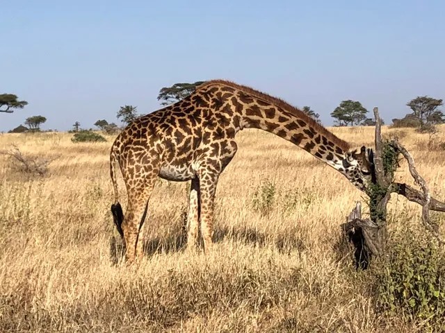 Serengeti Park