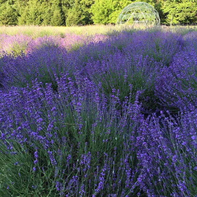 Mad Lavender Farm