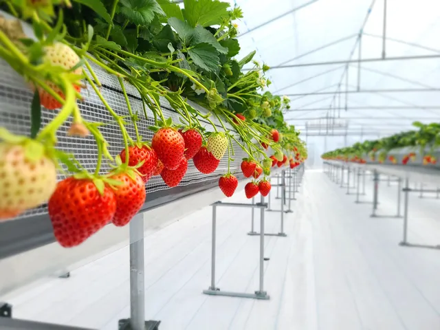 Tottori Sakyu Fruits Park
