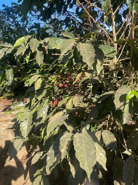 Bella Vista Coffee Tour