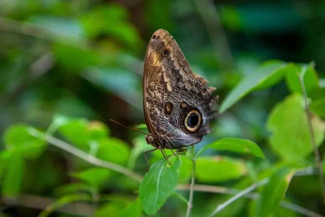 Al Noor Butterfly House