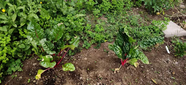 Fremont P-Patch Community Gardens