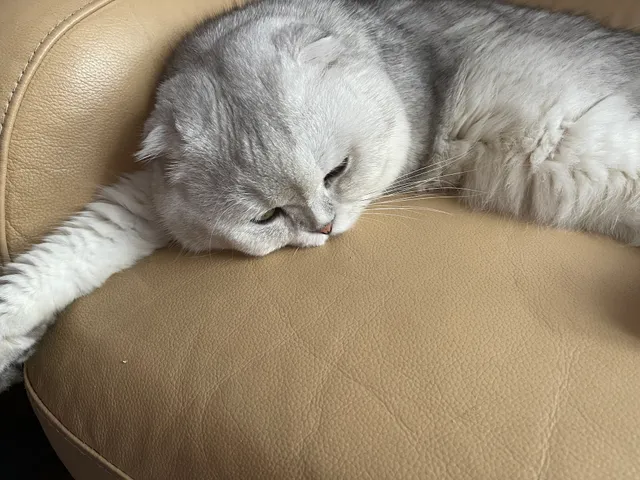 Magic Kittens Cattery