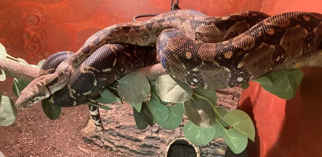 Scales and Shells Herpetarium