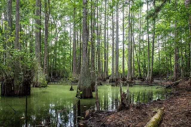 Francis Marion National Forest