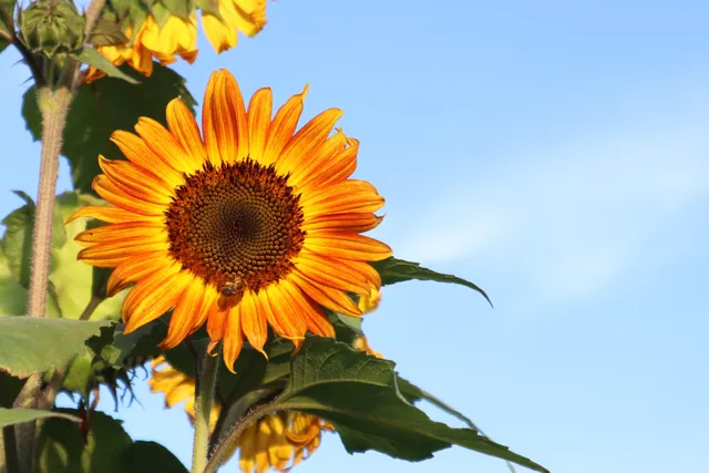 Coshocton Sunflower Festival