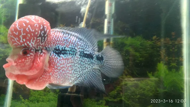 Fishes Aquarium And Pet Shop