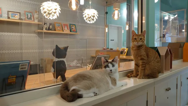 幸せのタネ製造所Cafeモフモフ社